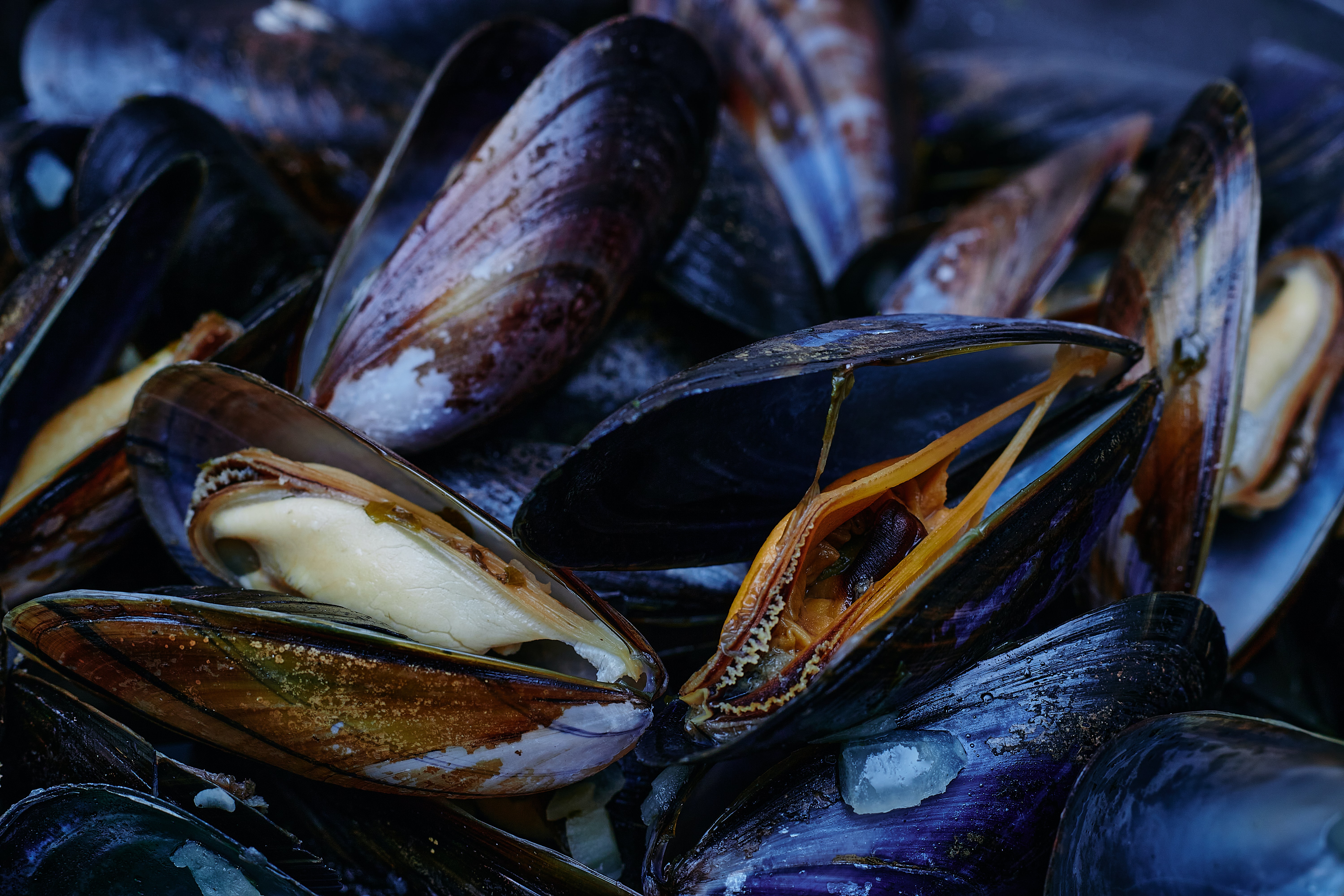 mussels